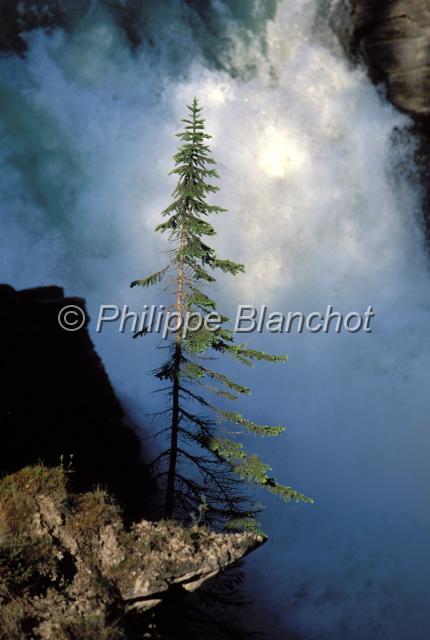 canada alberta 24.JPG - Chutes AthabascaRocheuses canadiennesAlbertaCanada